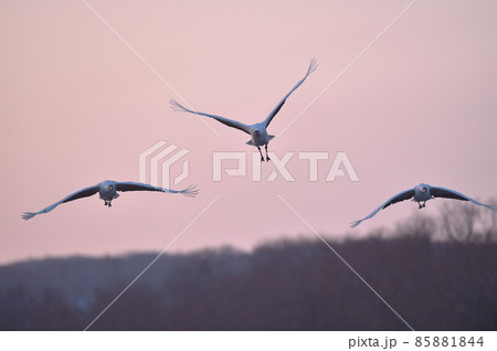 桃色に染まった空を飛ぶ三羽のタンチョウ(北海道) 桃色に染まった空を飛ぶ三羽のタンチョウ(北海道) 85881844