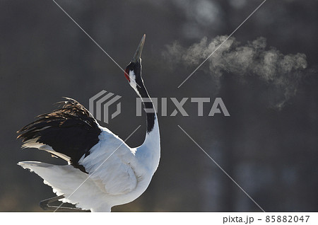 天を仰いで鳴くタンチョウ(北海道) 天を仰いで鳴くタンチョウ(北海道) 85882047