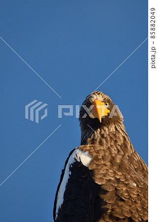 晴天の道東で出会ったオオワシ（北海道） 85882049