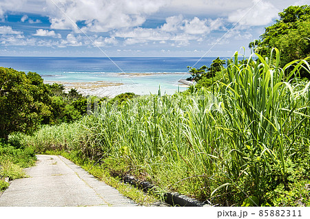さとうきび さとうきび 85882311