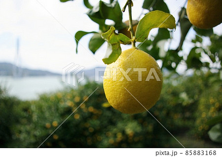 生口島のレモンの木 85883168