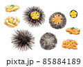 ウニの手描きラフなイラスト 85884189
