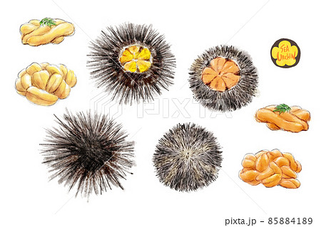 ウニの手描きラフなイラスト 85884189