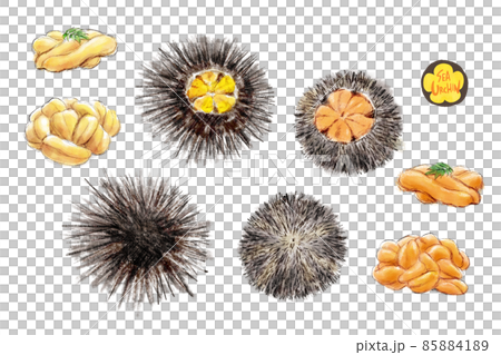 ウニの手描きラフなイラスト 85884189