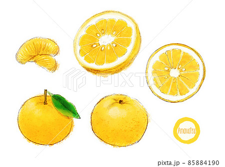 甘夏の手描きラフなイラスト 85884190