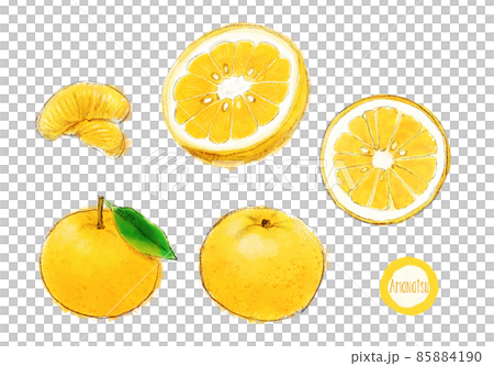 甘夏の手描きラフなイラスト 85884190