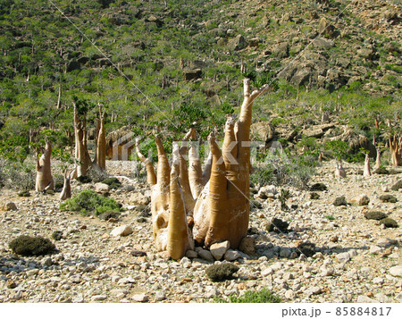 Grove of Adenium obesum aka bottle tree, endemic plant of Socotra, Yemen 85884817