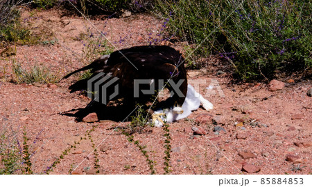 hunting golden eagle aka Berkut and its prey is the hare near Bokonbayevo, Kyrgyzstan hunting golden eagle aka Berkut and its prey is the hare near Bokonbayevo, Kyrgyzstan 85884853