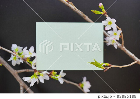 黒背景に啓翁桜のピンクの花と蕾の枝でデコレーションした薄緑色のグリーティングカードのモックアップ 85885189