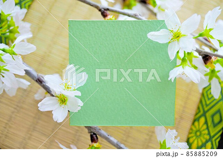 畳を背景に啓翁桜のたくさん咲いた花の枝を飾った正方形のグリーンのカードのモックアップ 畳を背景に啓翁桜のたくさん咲いた花の枝を飾った正方形のグリーンのカードのモックアップ 85885209