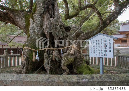愛媛県今治市大三島町　日本総鎮守　大山祇神社　天然記念物大楠 85885488