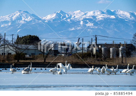 大池公園（矢吹町）から那須連峰 85885494