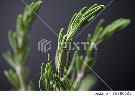 Image photo Image photo 85886635