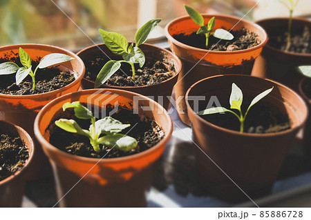 Bell pepper seedlings in pots growing on window 85886728