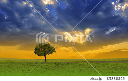 Beautiful Tranquil Nature Background.Amazing Rural Scene.Art Design.Creative Photography.Conceptual Photo.Fantasy Art.Artistic Wallpaper.Yellow Color.Green Field at Sunset.Blue Sky and Clouds.Orange. Beautiful Tranquil Nature Background.Amazing Rural Scene.Art Design.Creative Photography.Conceptual Photo.Fantasy Art.Artistic Wallpaper.Yellow Color.Green Field at Sunset.Blue Sky and Clouds.Orange. 85886896