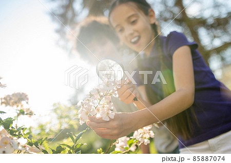 Children investigating a cluster of flowers with a magnifying glass Children investigating a cluster of flowers with a magnifying glass 85887074