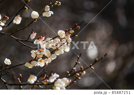 群衆 密集 人ごみ 85887251