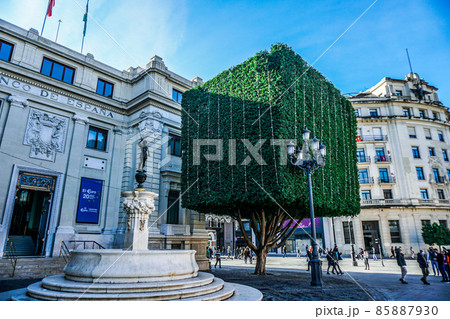 Square tree 85887930