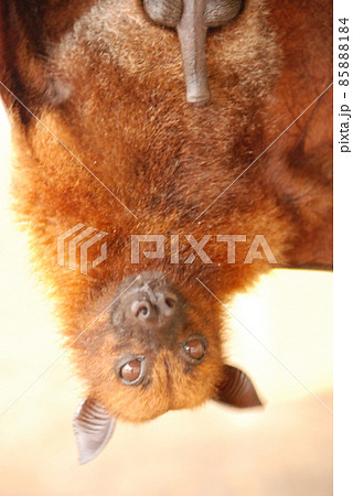 オオコウモリ(タートルアイランド/バリ島・インドネシア) オオコウモリ(タートルアイランド/バリ島・インドネシア) 85888184