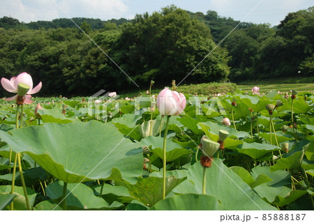 大賀ハス（西谷池･荒神谷史跡公園／島根県出雲市斐川町） 85888187