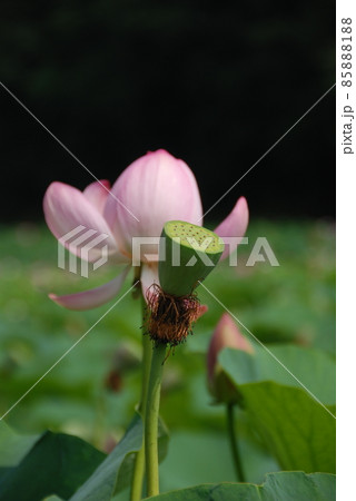 大賀ハスの花（西谷池･荒神谷史跡公園／島根県出雲市斐川町） 85888188