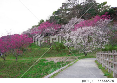 兵庫県淡路島　広田梅林ふれあい公園 85888576