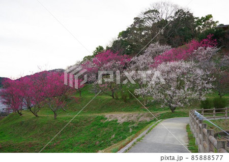 兵庫県淡路島　広田梅林ふれあい公園 85888577