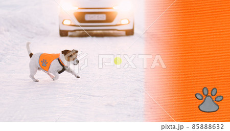 Background with texture of reflective safety vest for dogs. Dog running after ball gets in car accident 85888632
