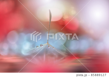 Beautiful Nature Background.Floral Art Design.Abstract Macro Photography.Pastel Flower.Dandelion Flowers.Red Background.Creative Artistic Wallpaper.Wedding Invitation.Celebration,love.Close up View. 85889127