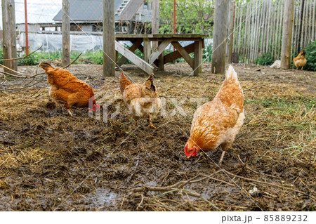 Free range chicken on organic animal farm freely grazing in yard on ranch background. Hen chickens graze on natural eco farm. Modern animal livestock and ecological farming. Animal rights concept 85889232