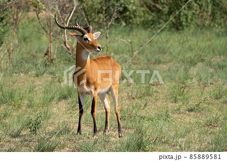 Uganda Kob, Kobus thomasi 85889581