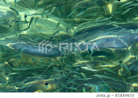 small colorful fish swim in a lake in a city park in Israel 85889635