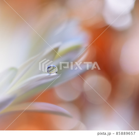 Beautiful macro shot of magic flowers.Border art design. Magic light.Extreme close up macro photography.Conceptual abstract image.Orange and White Background.Fantasy Art.Creative Wallpaper.Beautiful. Beautiful macro shot of magic flowers.Border art design. Magic light.Extreme close up macro photography.Conceptual abstract image.Orange and White Background.Fantasy Art.Creative Wallpaper.Beautiful. 85889657