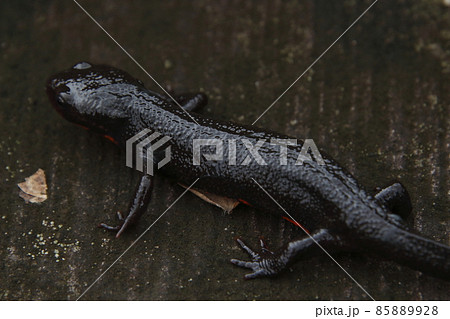 アカハライモリ（栃木県北部） 85889928