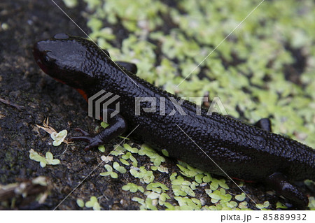 アカハライモリ（栃木県北部） 85889932