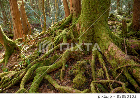 神秘的な森の中・青木ヶ原樹海の木々 神秘的な森の中・青木ヶ原樹海の木々 85890103