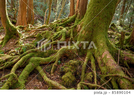 神秘的な森の中・青木ヶ原樹海の木々 神秘的な森の中・青木ヶ原樹海の木々 85890104