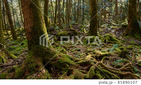 神秘的な森の中・青木ヶ原樹海の木々 85890107