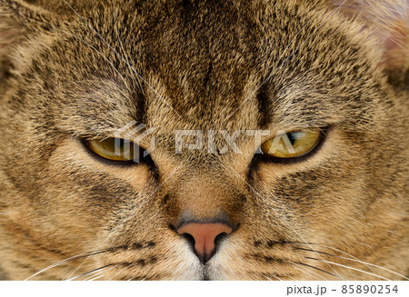portrait of an adult straight-eared Scottish gray cat portrait of an adult straight-eared Scottish gray cat 85890254