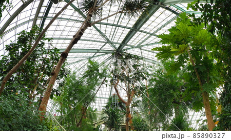 函館市熱帯植物園5 85890327