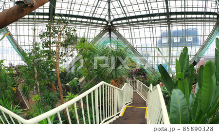 函館市熱帯植物園6 函館市熱帯植物園6 85890328
