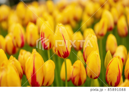 Yellow and red flowers Yellow and red flowers 85891088