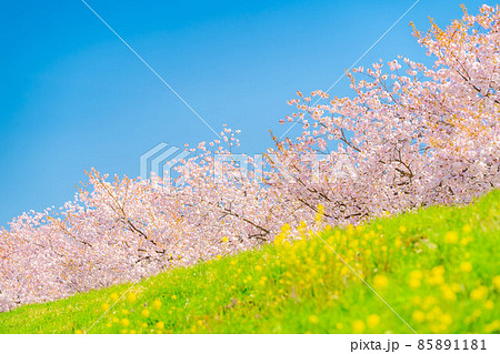 千曲川桜堤の桜並木 八重桜【長野県】 千曲川桜堤の桜並木 八重桜【長野県】 85891181