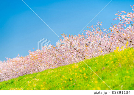 千曲川桜堤の桜並木 八重桜【長野県】 千曲川桜堤の桜並木 八重桜【長野県】 85891184