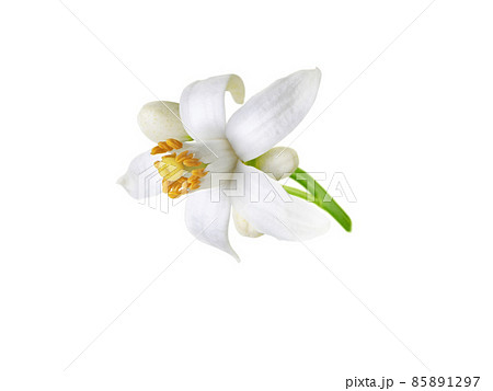 Orange tree white flower and buds isolated on white 85891297