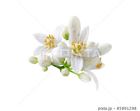 Orange tree white flowers and buds bunch isolated on white 85891298