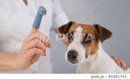 Woman veterinarian brushes the teeth of the dog jack russell terrier with a special brush putting it on her finger. Woman veterinarian brushes the teeth of the dog jack russell terrier with a special brush putting it on her finger. 85891743