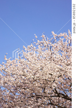 青空の中で満開の暖流桜 85892102