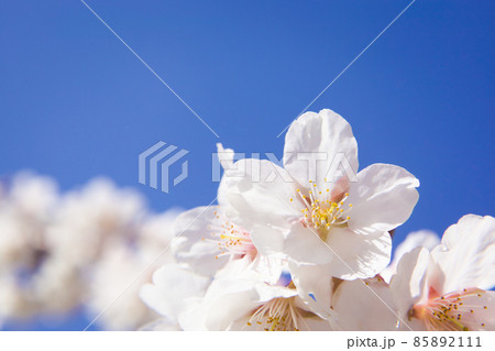 青空を背景に暖流桜のクローズアップ 青空を背景に暖流桜のクローズアップ 85892111