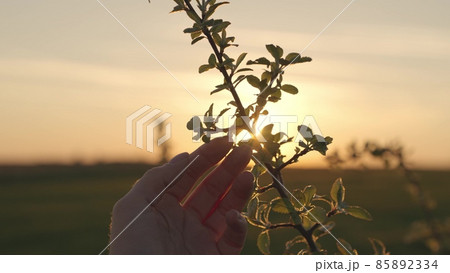 a gardener in an apple orchard, the farmer touches the apple tree leaves with his hand at sunset, the bright glare of the sun on the tree, meeting the dawn at work on the farm, an agronomist in field 85892334